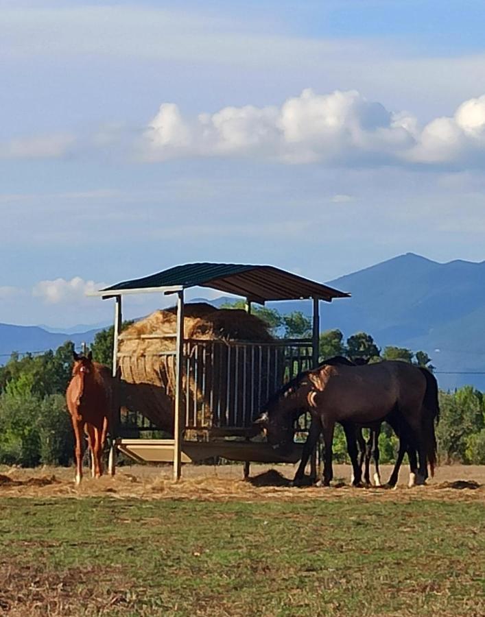 Podere Il Giurato Fauglia Exteriör bild